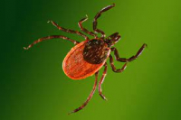 Клещевые инфекции и их профилактика